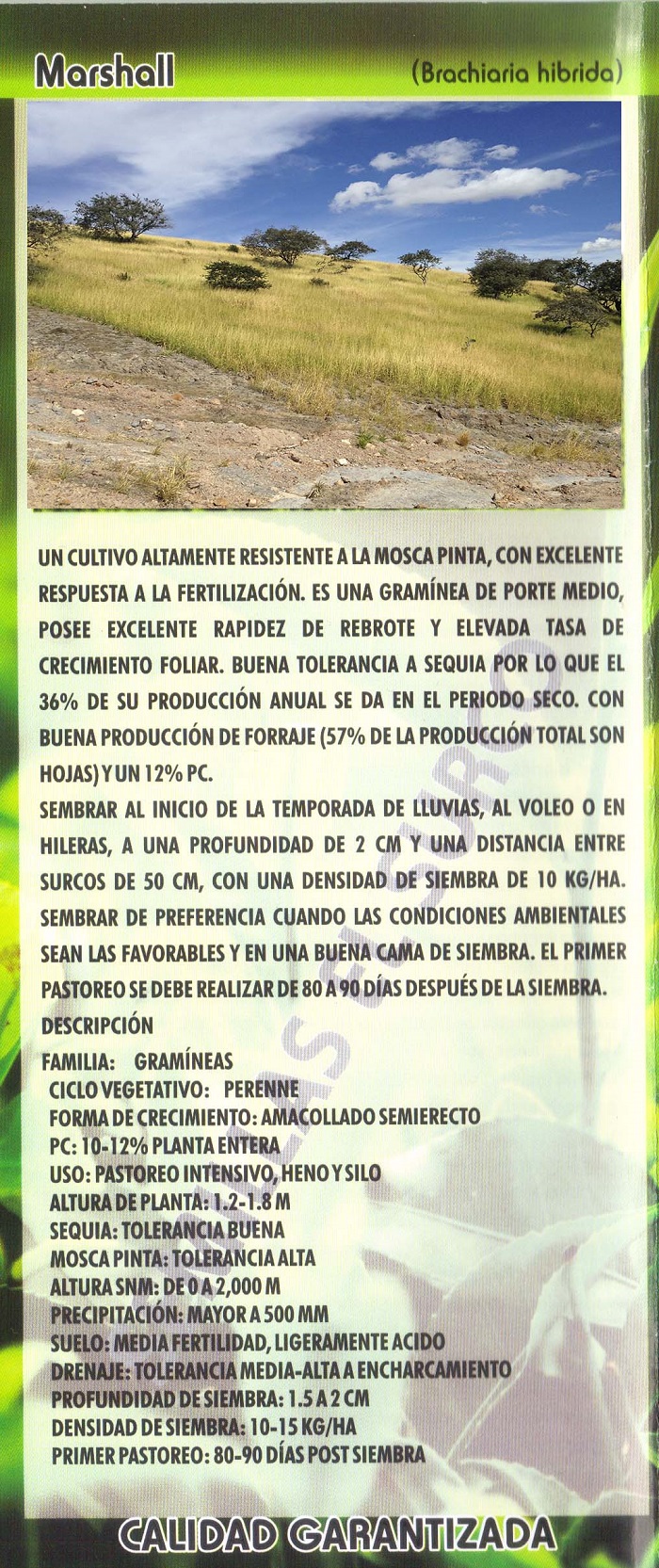 Venta de Semillas para Pasto en Tonala